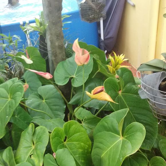 Meet your Posher, Lucia - Picture 1 of 1